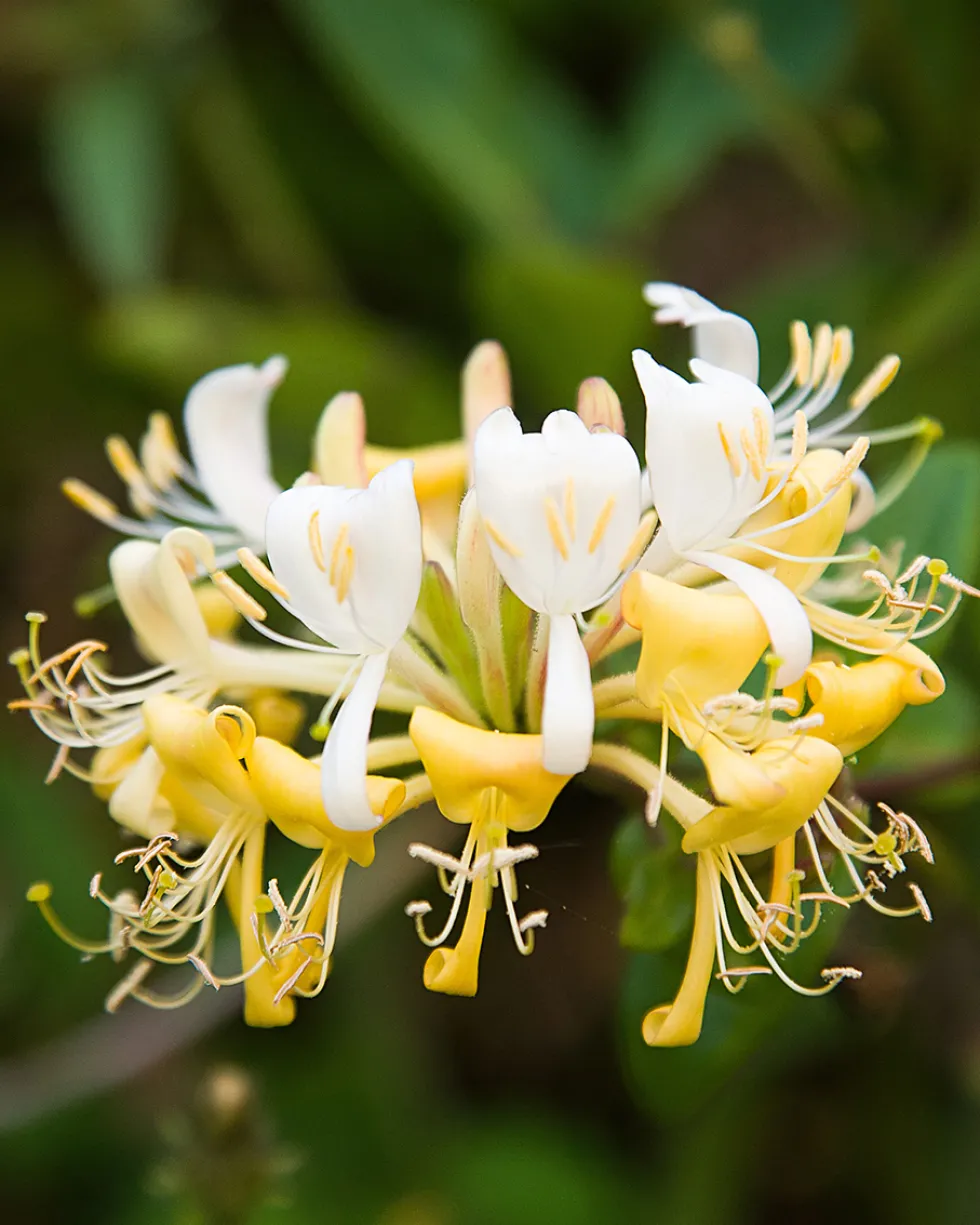 jo malone london honeysuckle & davana COLOGNE