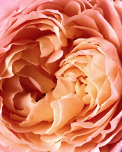 reminiscence rose tentation Eau de parfum
